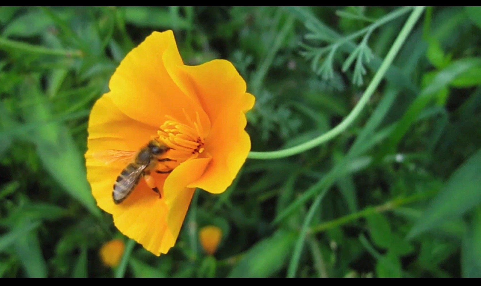Je voudrais que la rose
