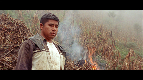 brillo de la luciérnaga