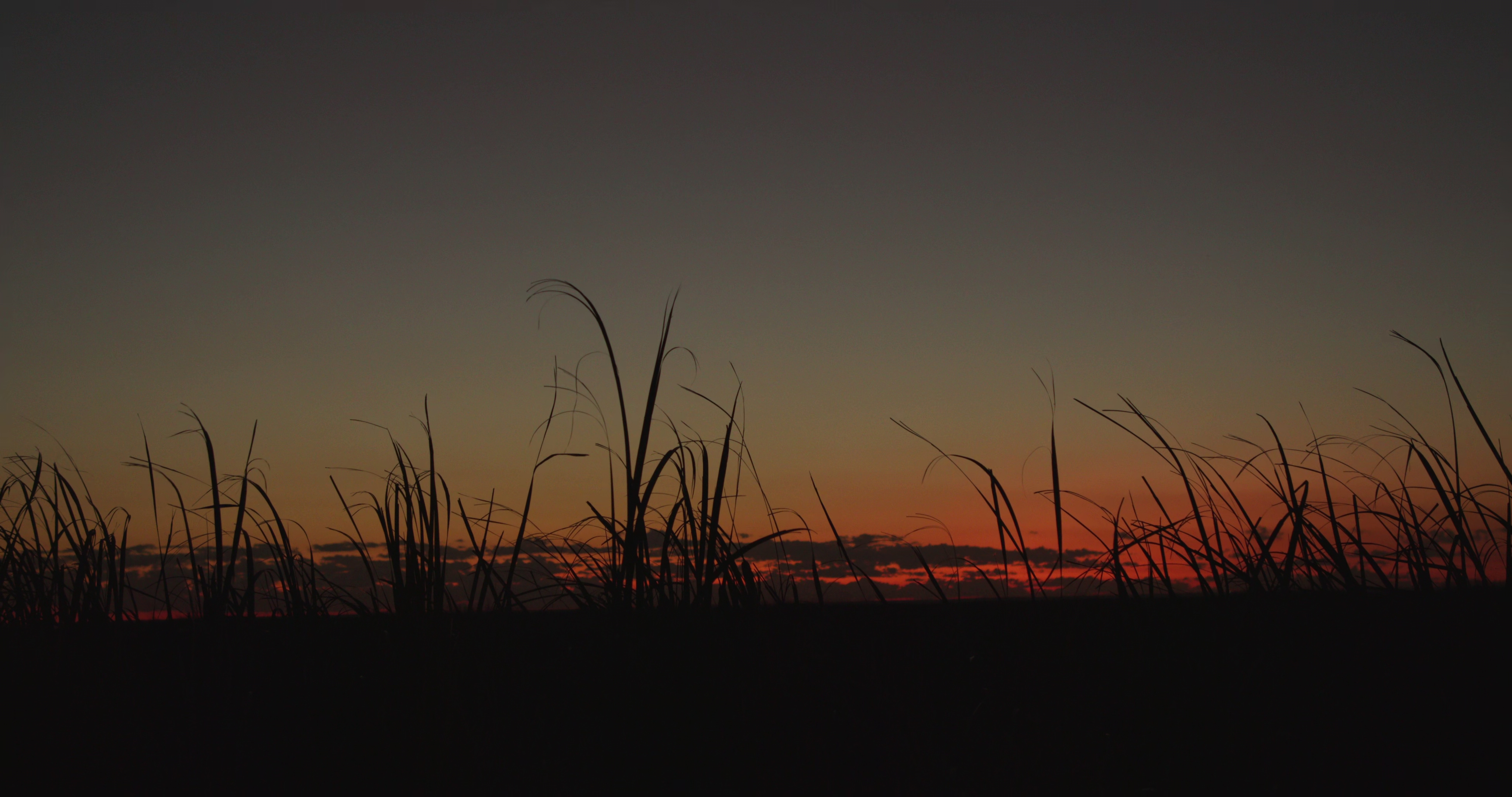 Shadow in the Reeds