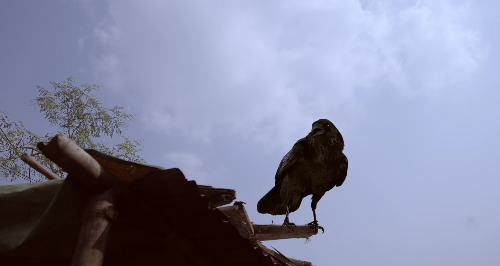 Raven