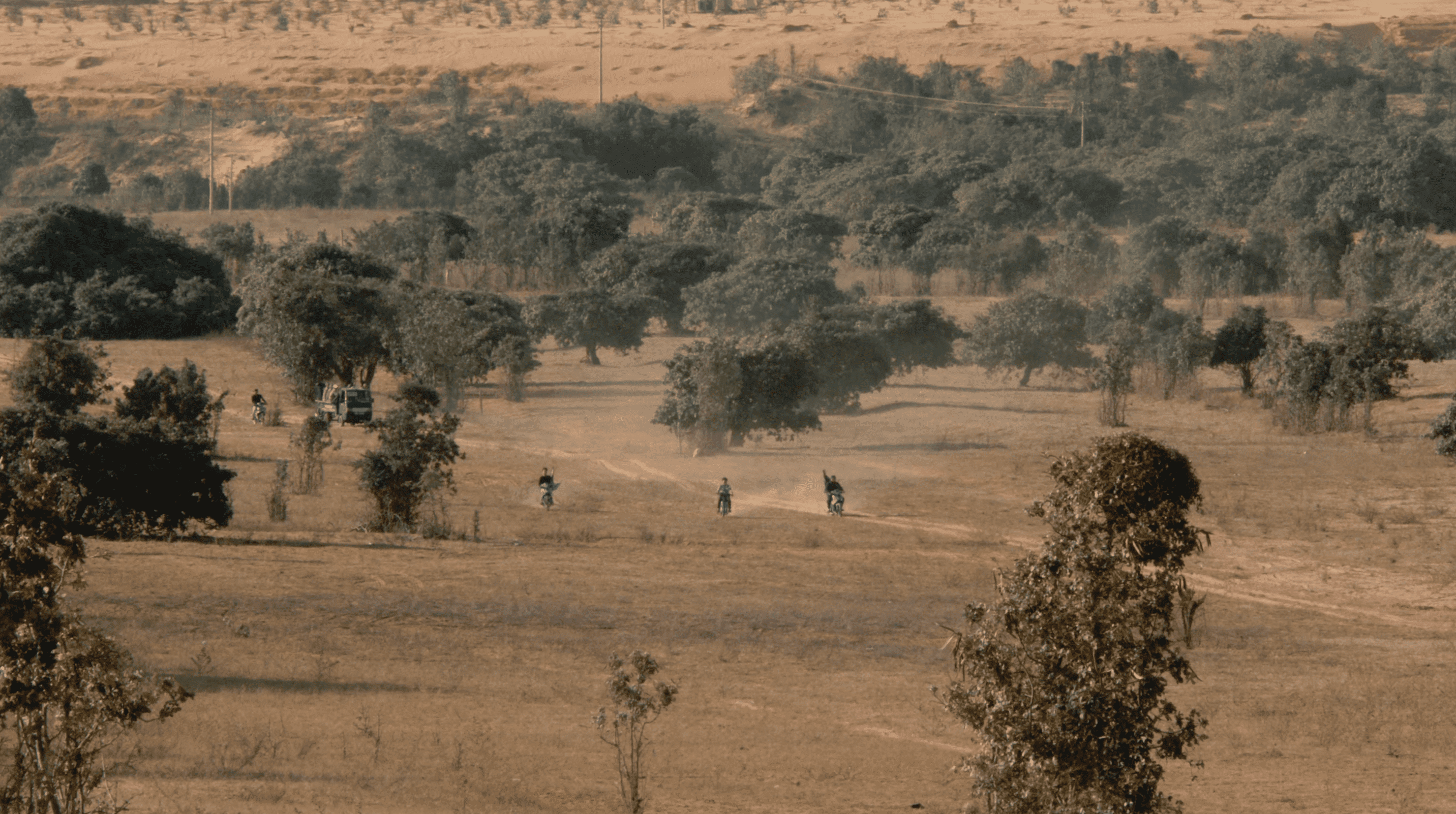 Elephants by the Roadside