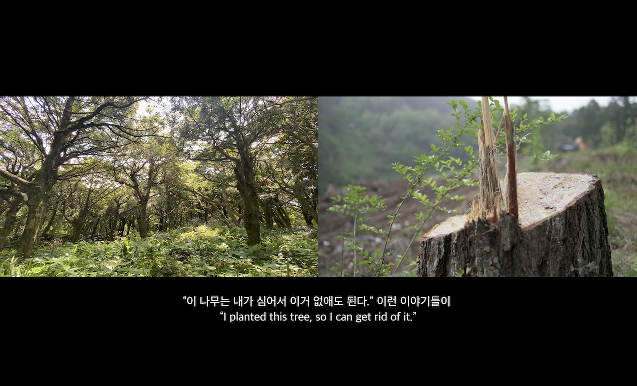 Bomal, Deers, Bija Tree, Humans