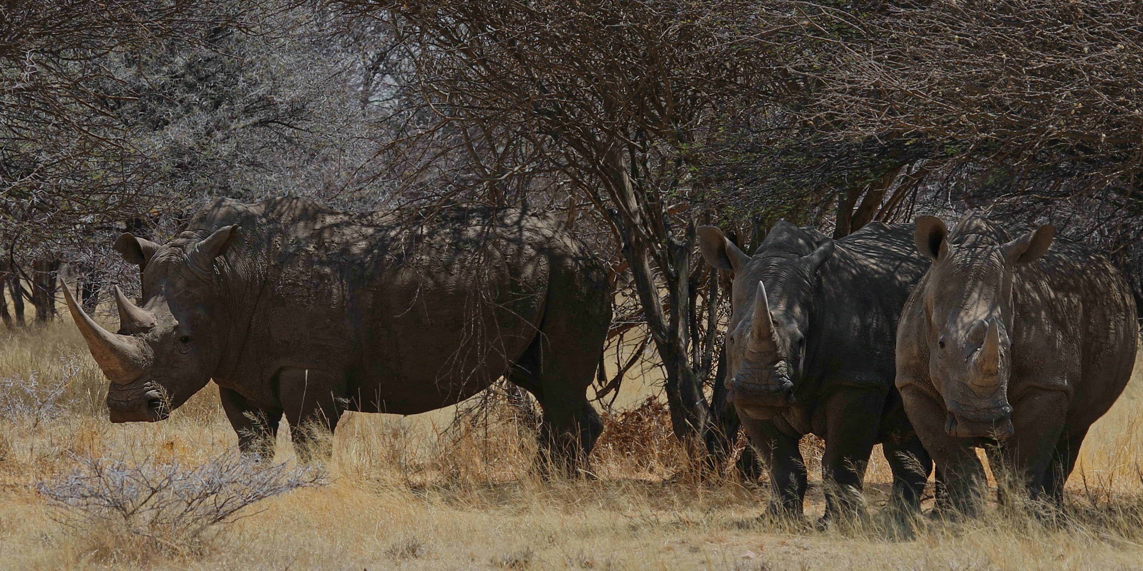 Fight for the Rhinoceros Conservation