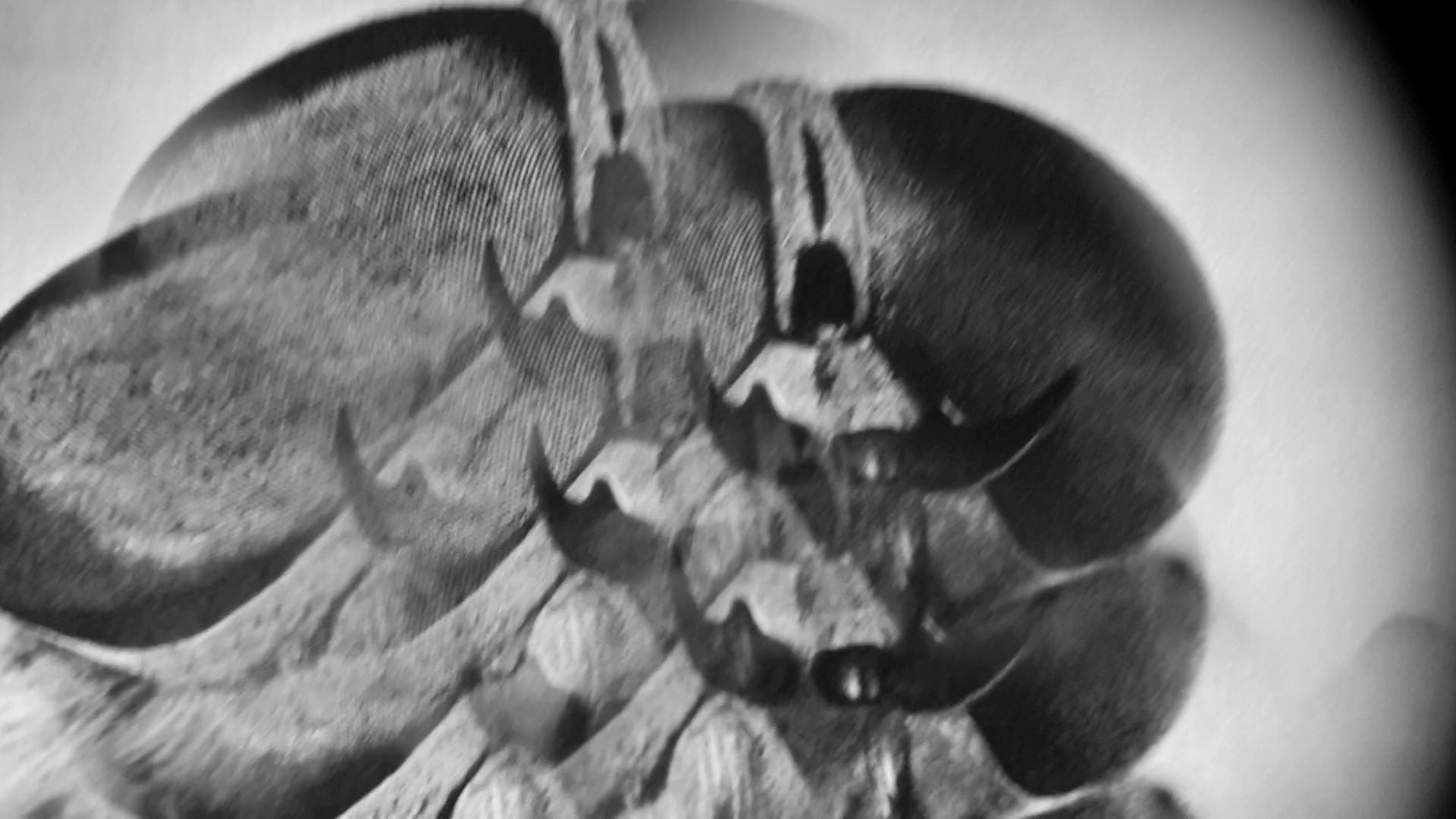 Feine Zirpen Einer Dunkelziffer