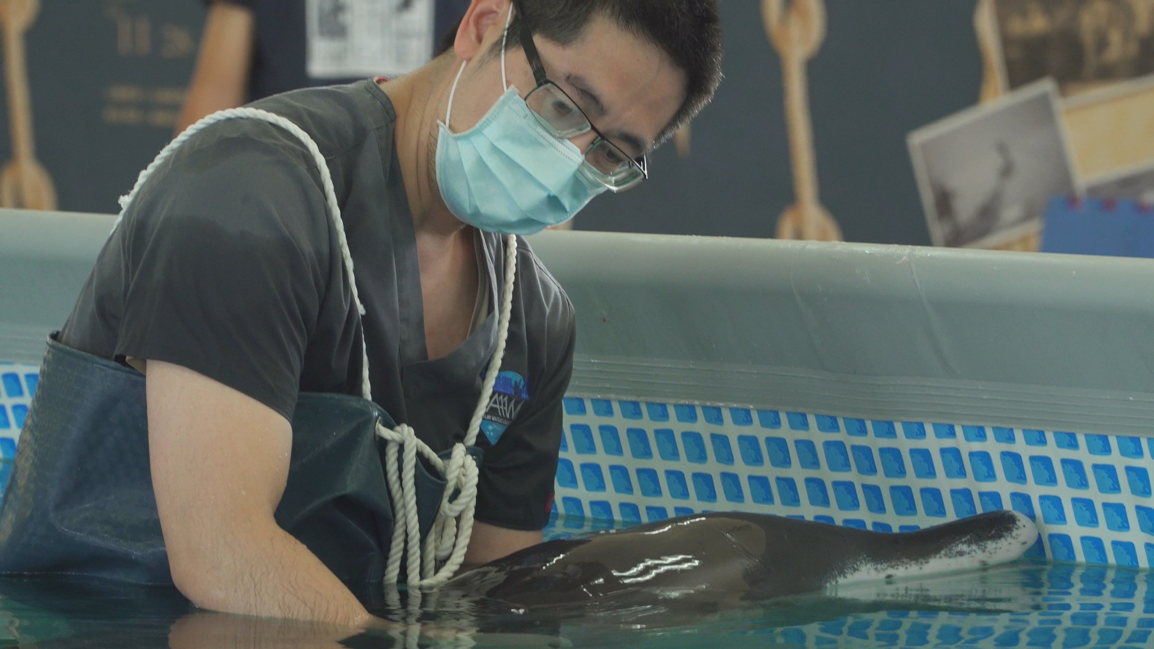 Hearing from the Dolphin