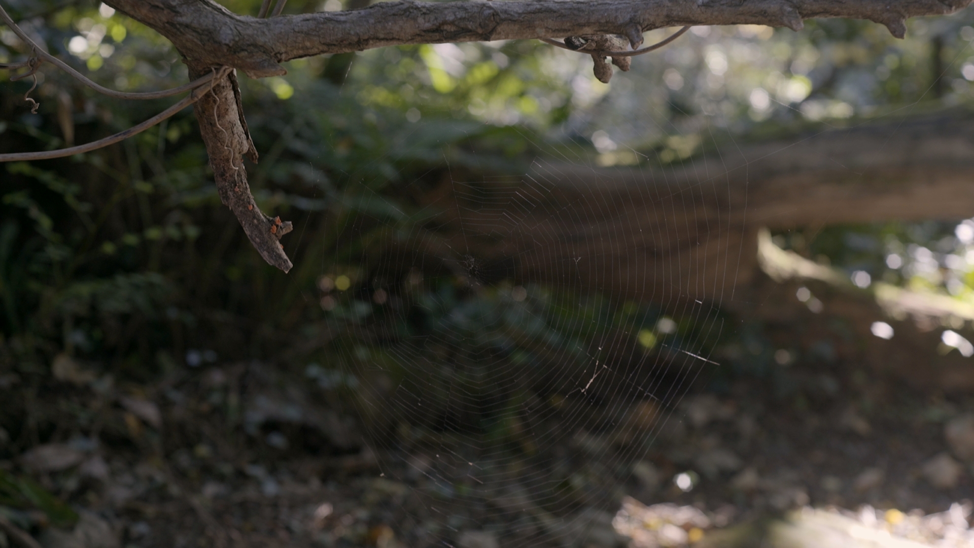 Muyurina - Itzuli Mitzuli