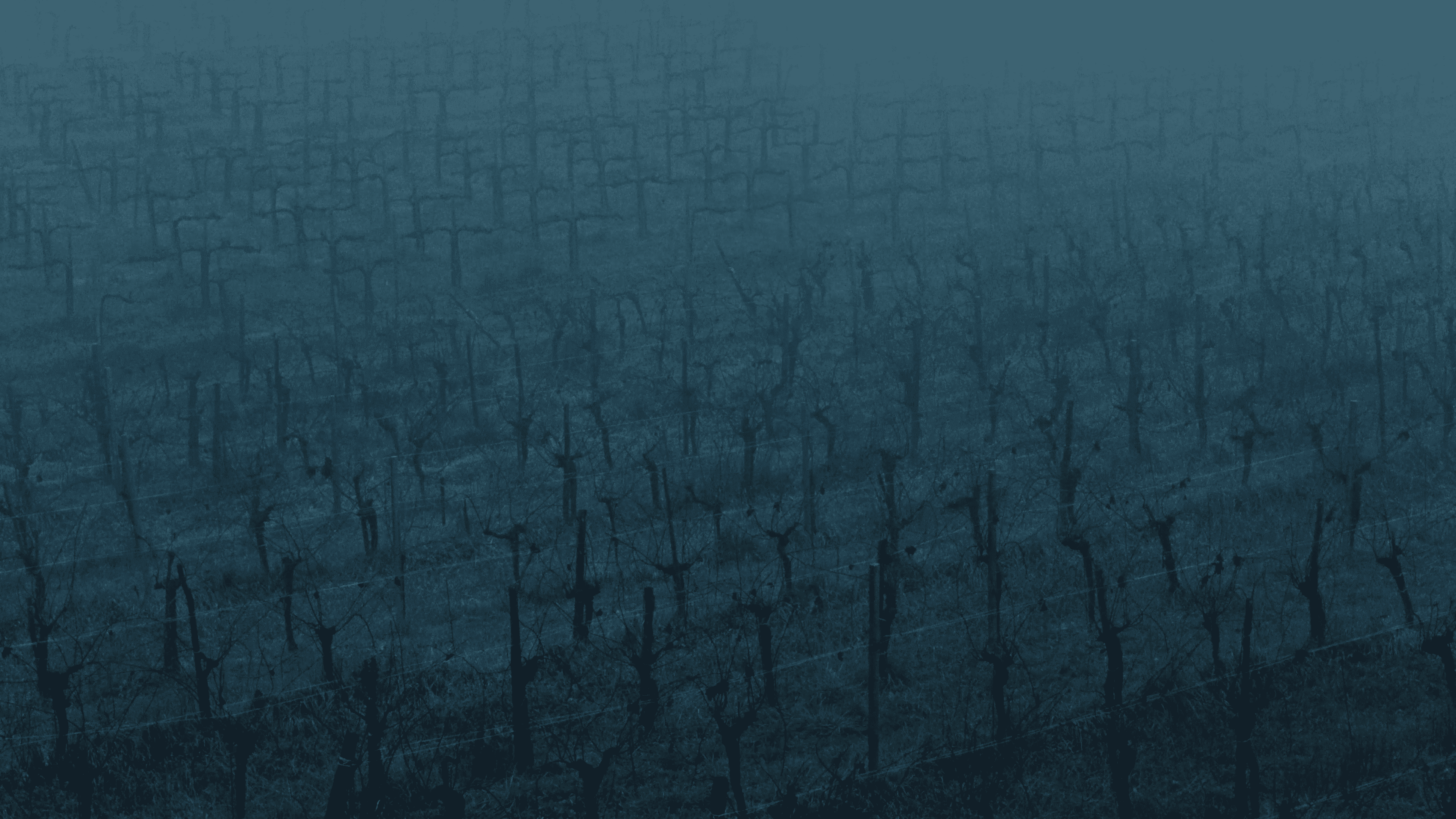 Come Nei Rami La Pioggia