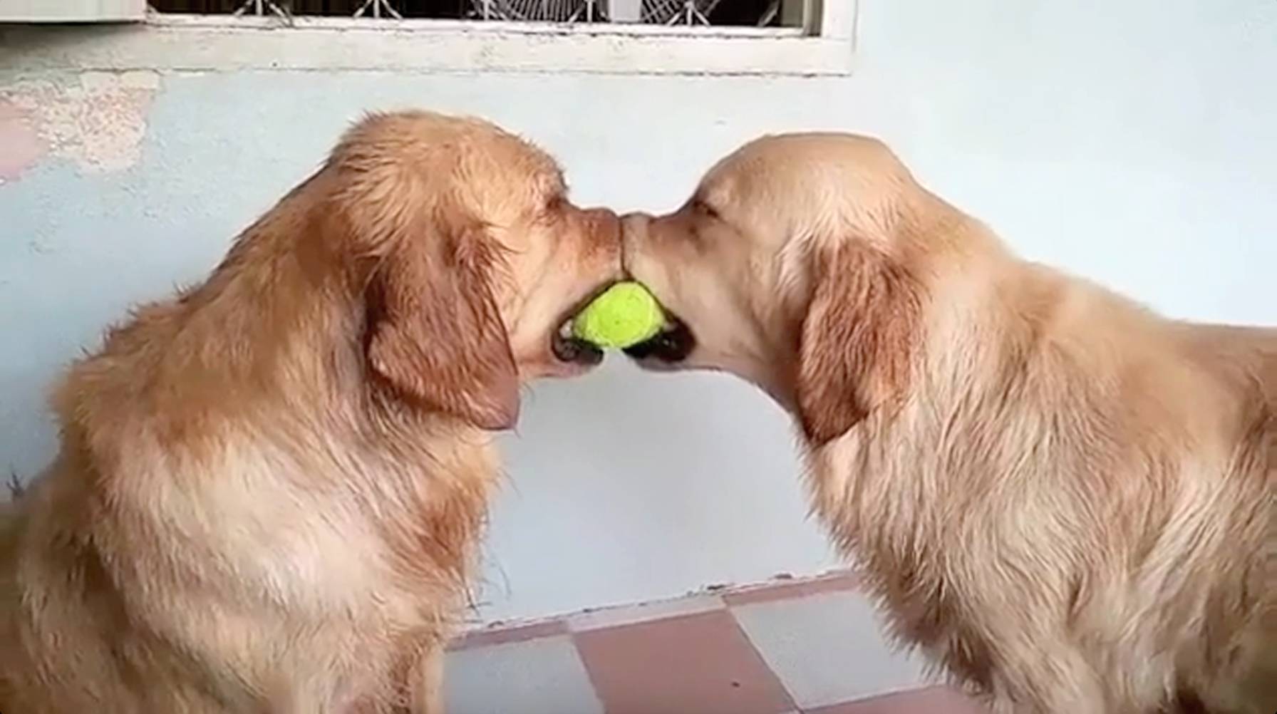 I Measure My Life in Dogs