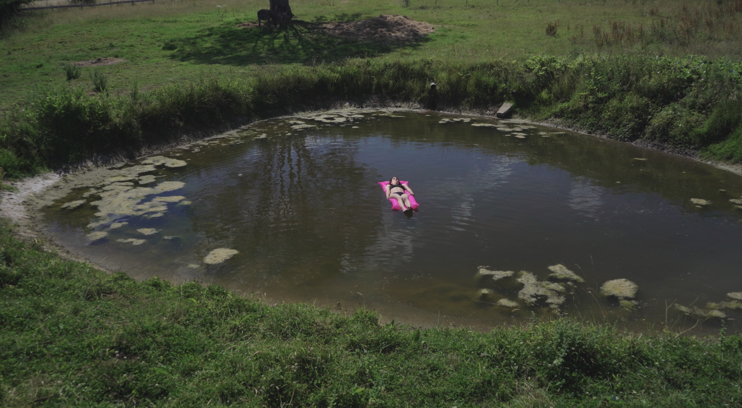 Mouton mort dans le champ