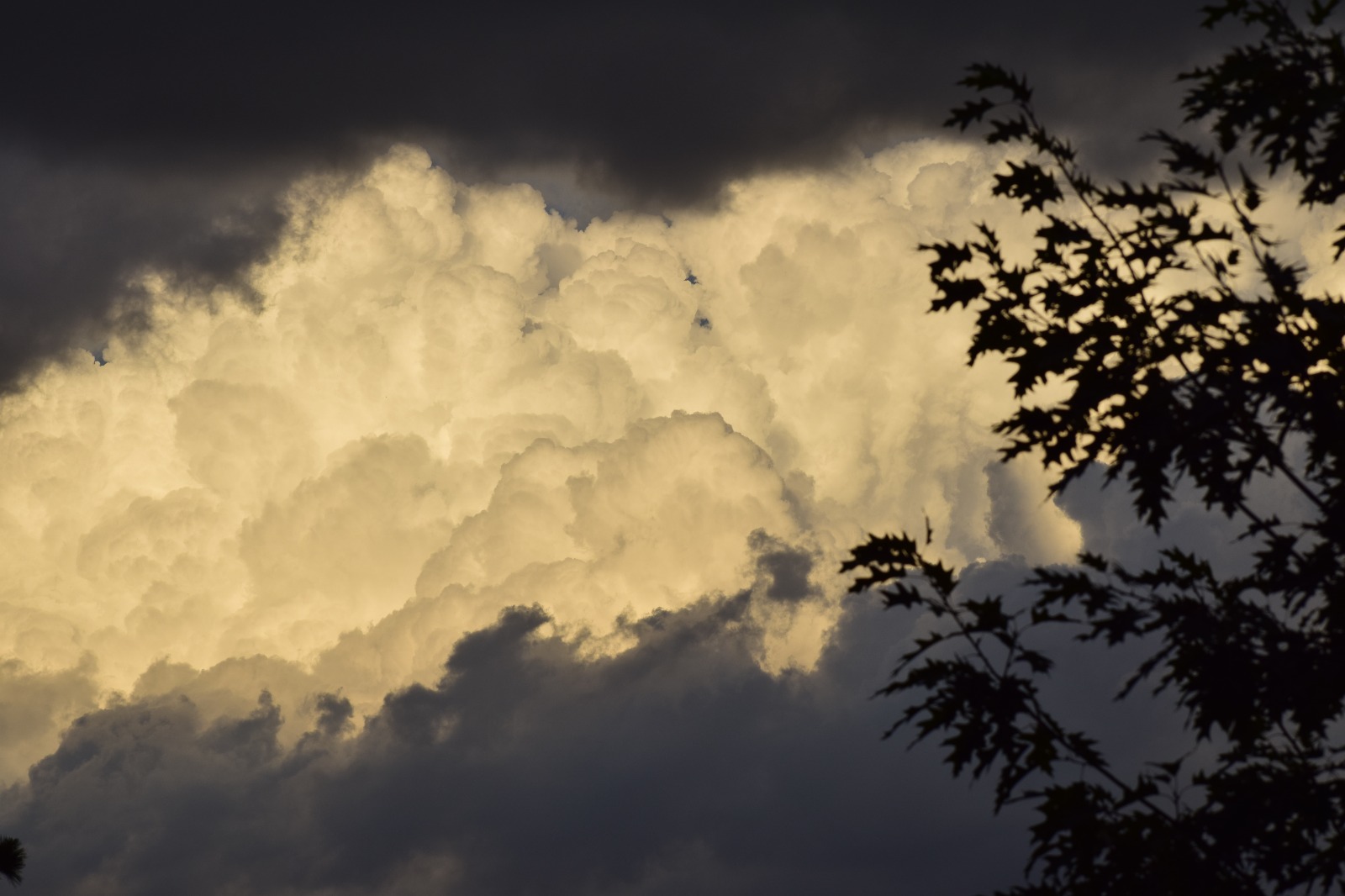 Batalla de los arboles
