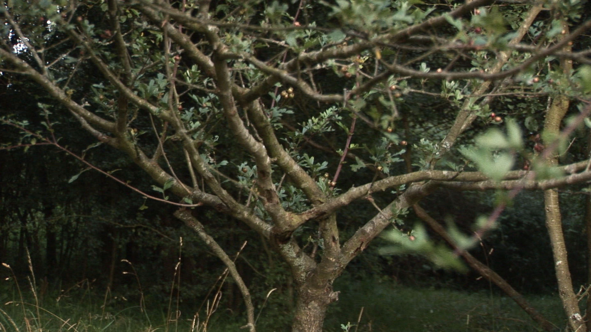 Arbor, Cremium, Frutex, Herba