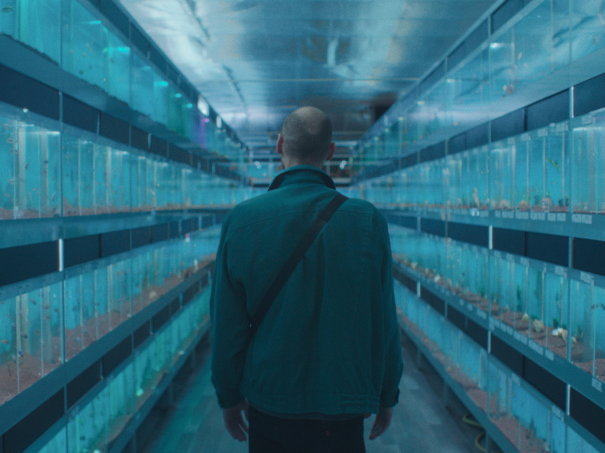 Amphibious برمائي