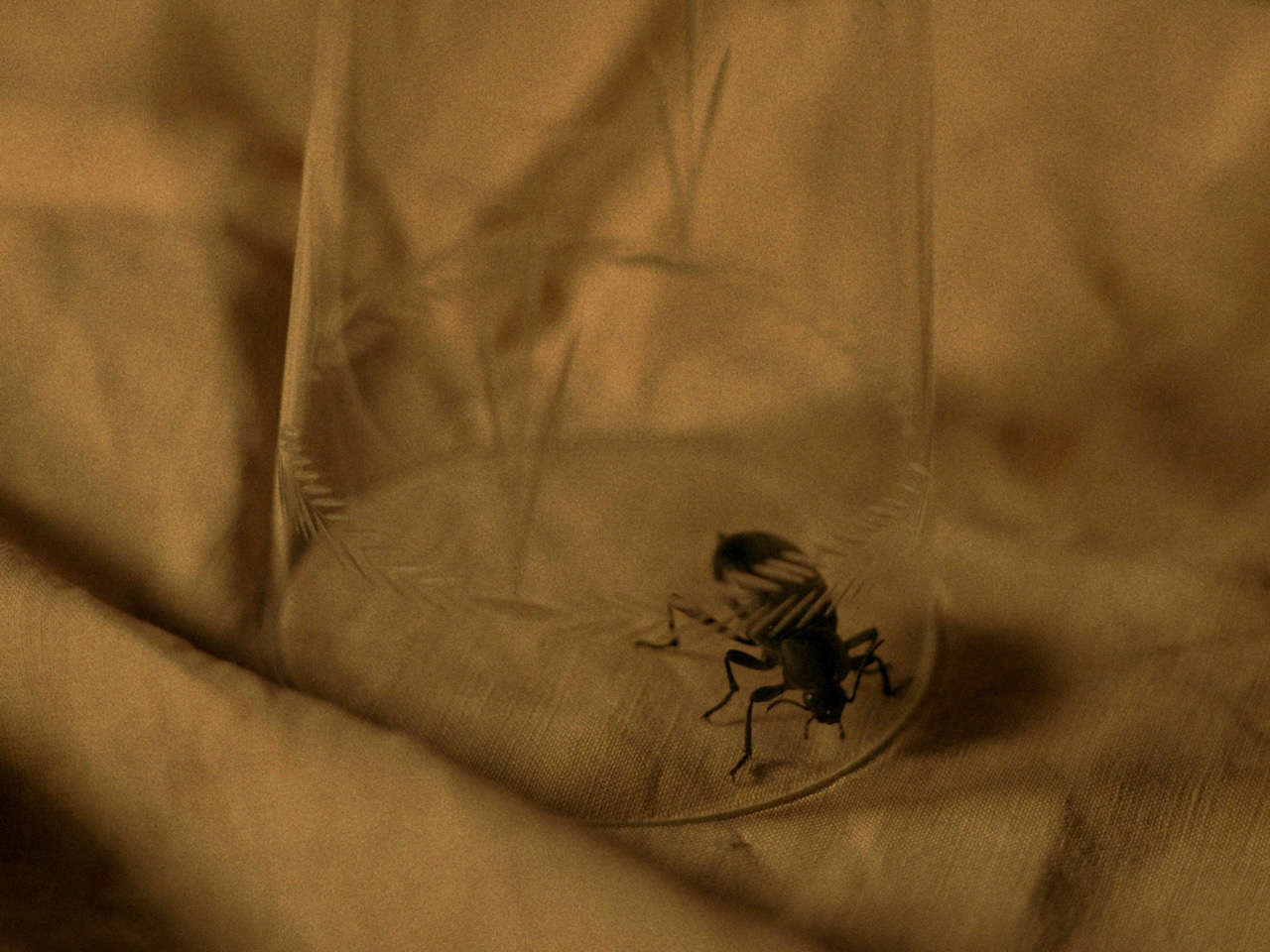 Nocturno para uma floresta