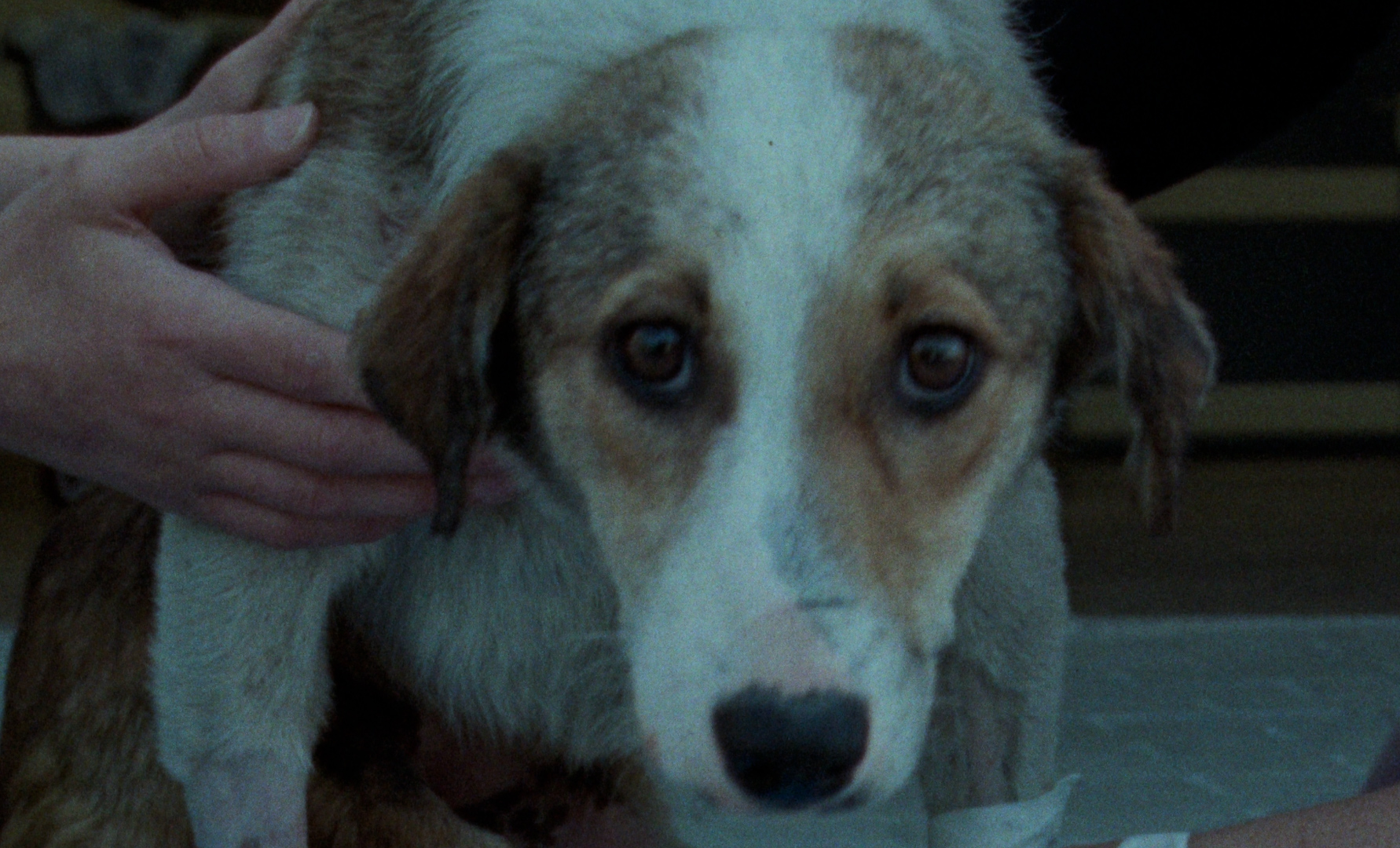 Demaot demaot rak demaot