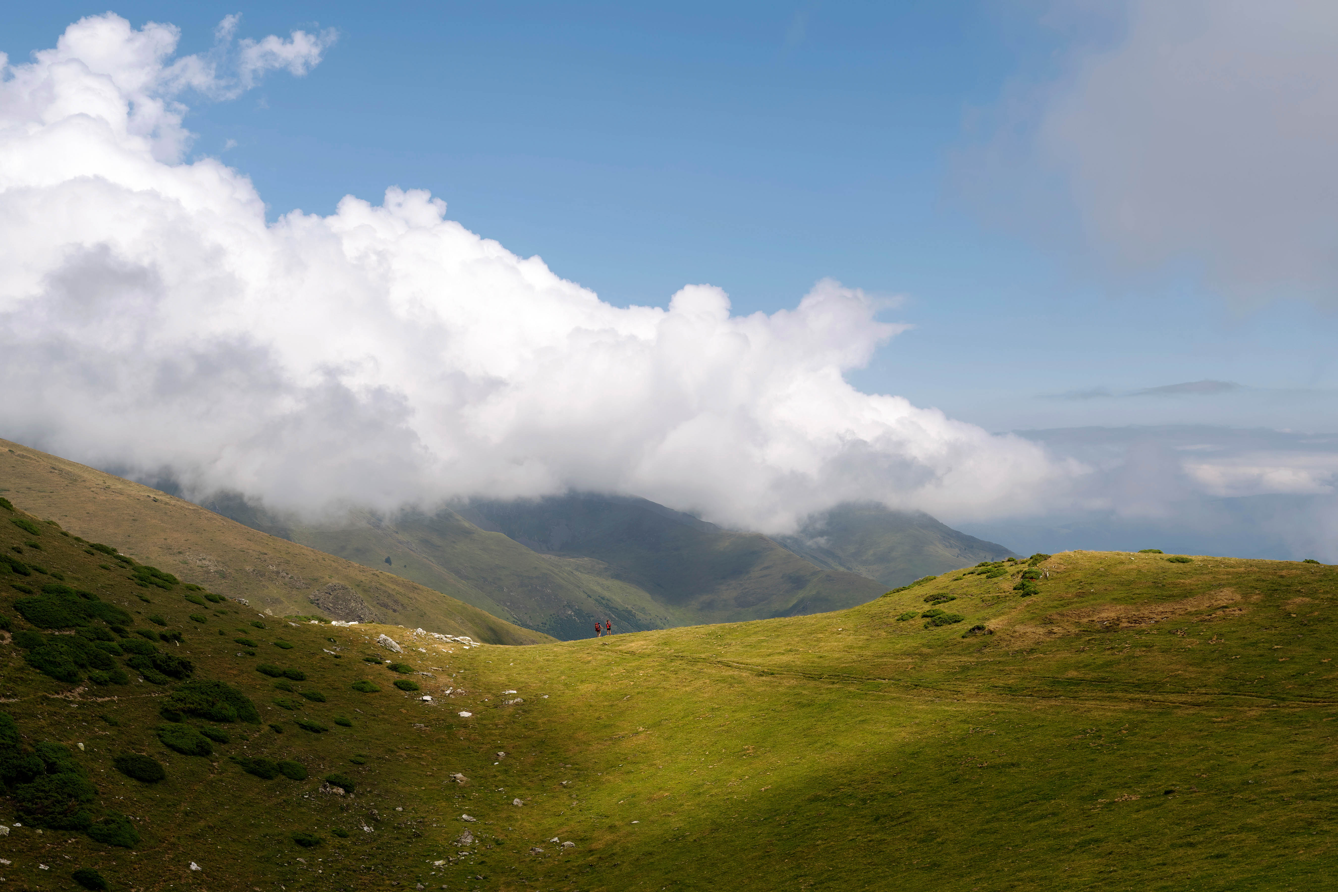 Des hêtres à la cime