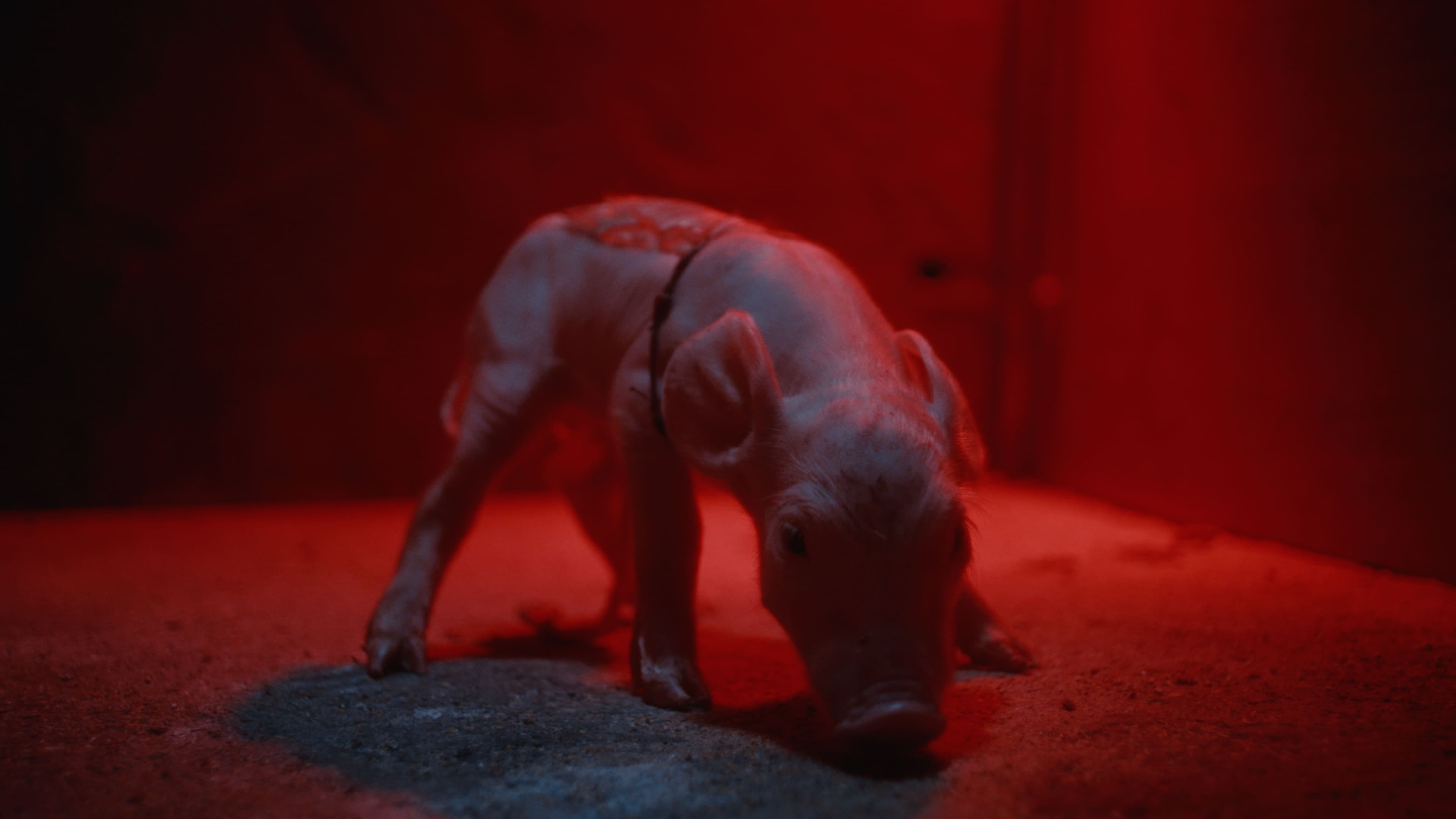 Leonie, Skeet & de biggen