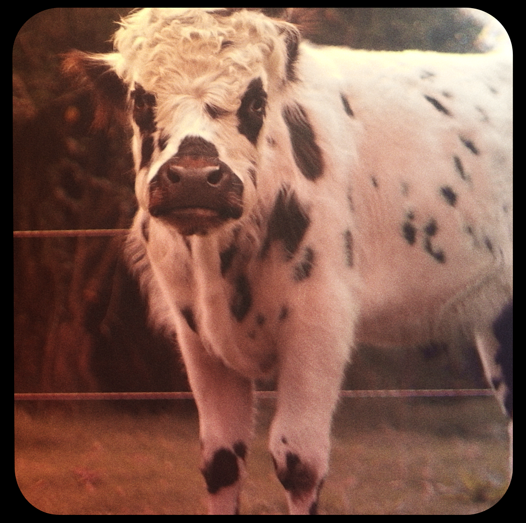 Esplendor Y La Noble Resiliencia De La Huida