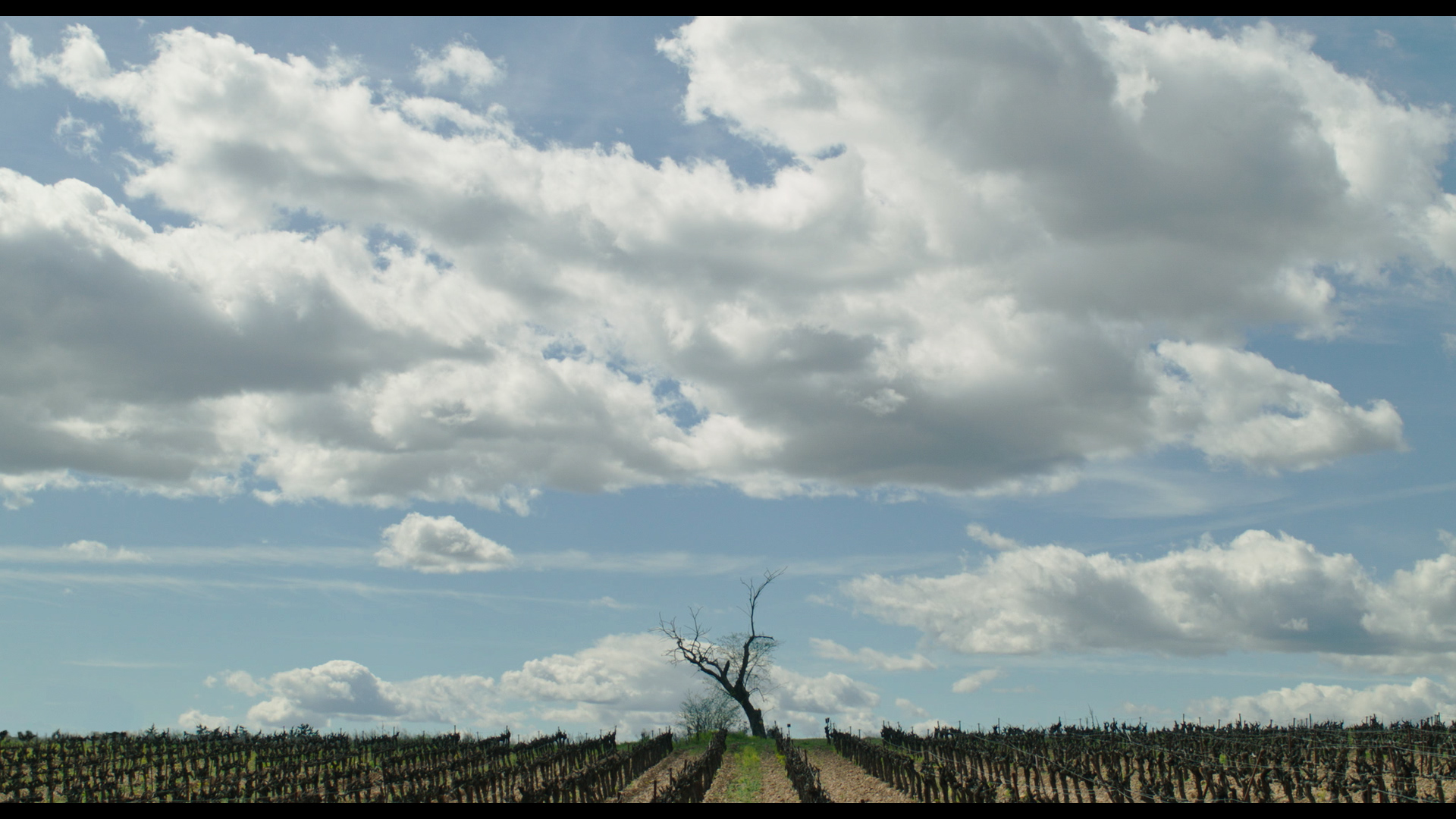 Son père était un arbre
