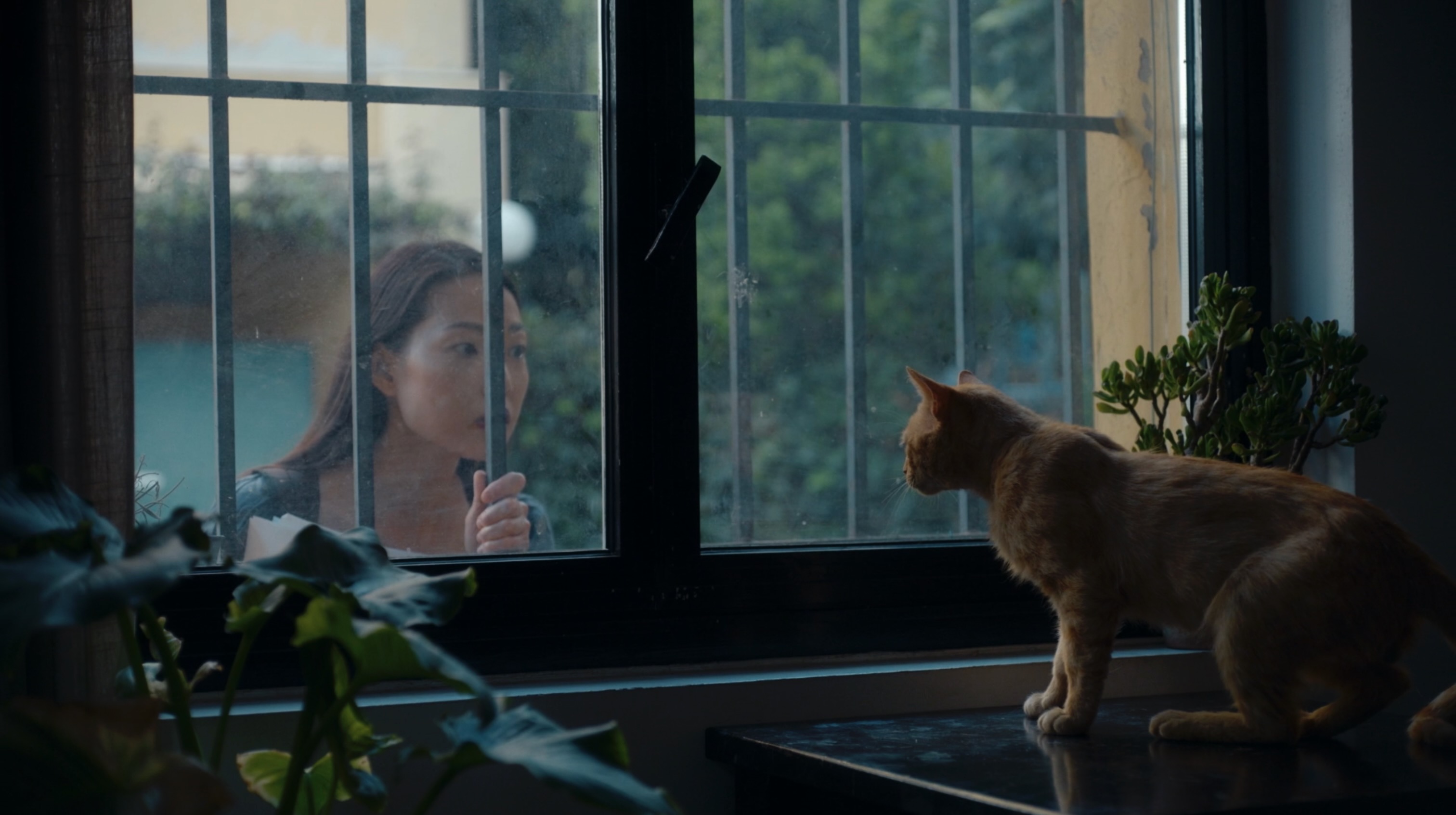 Cat Sitter