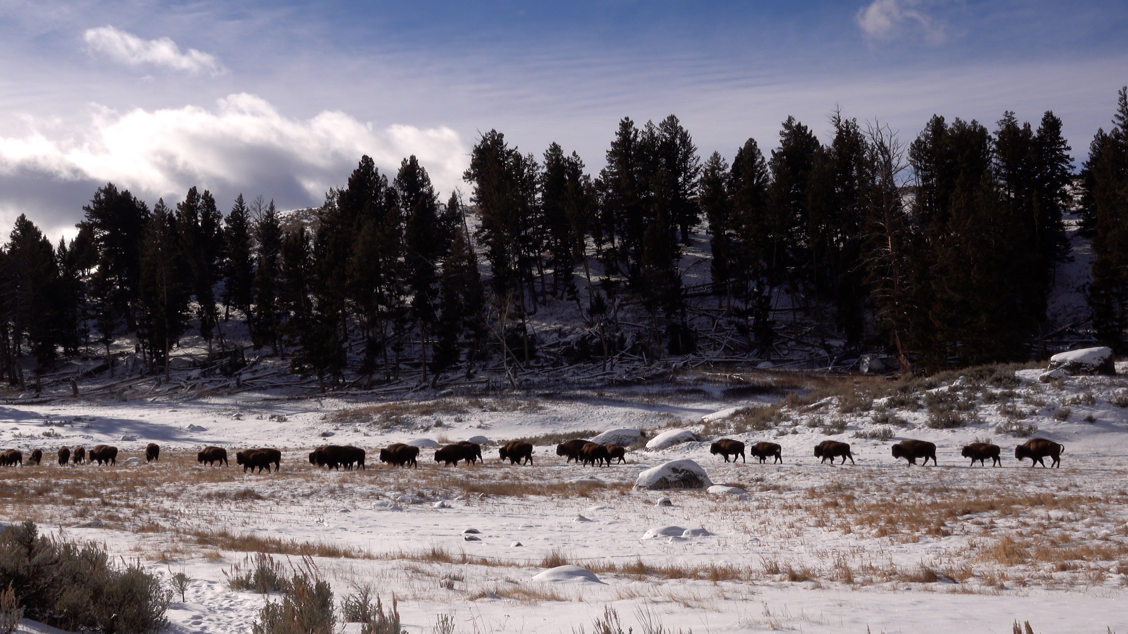 Yellowstone in Winter, un moment hors du temps 