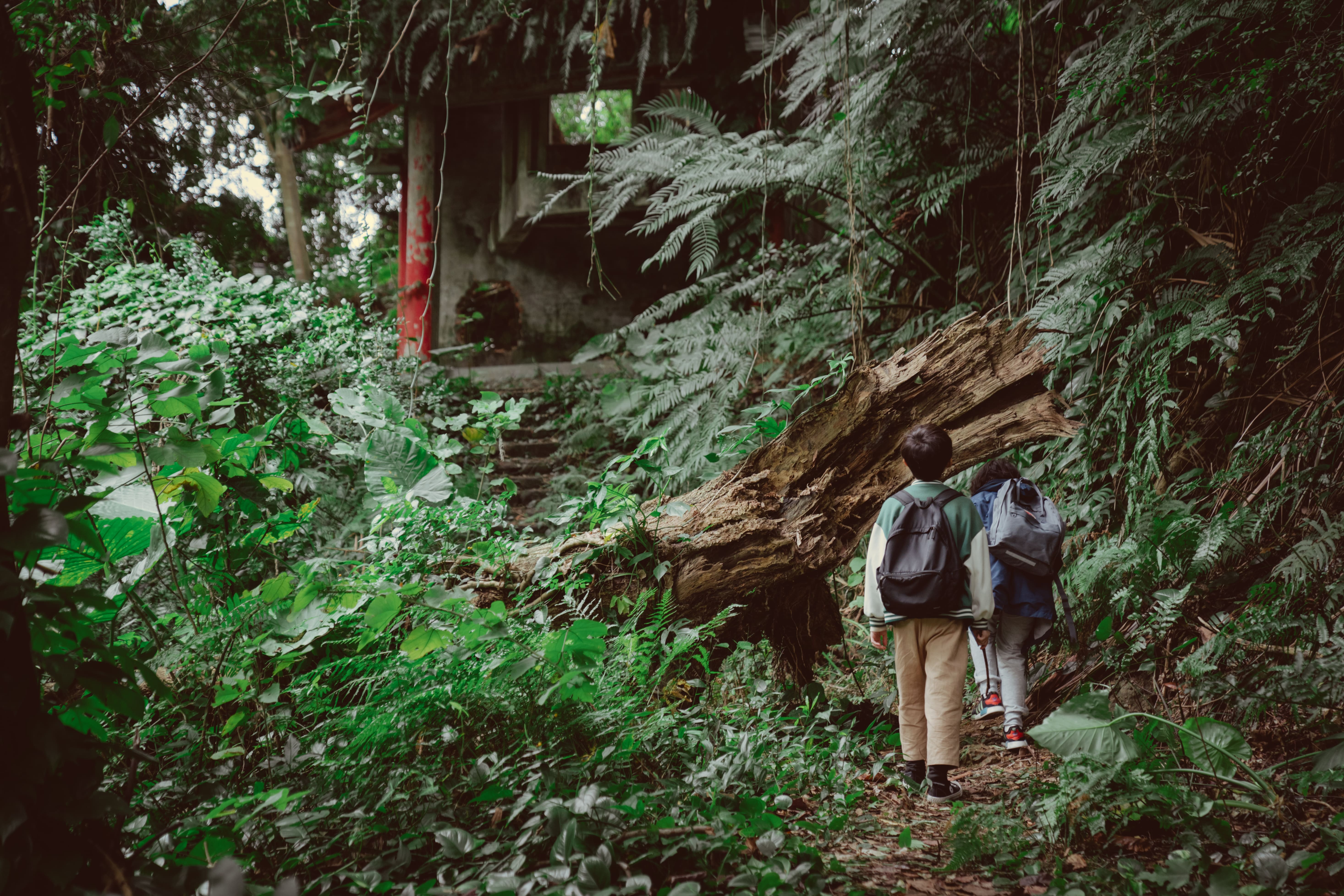 Boy in the Secret Forest