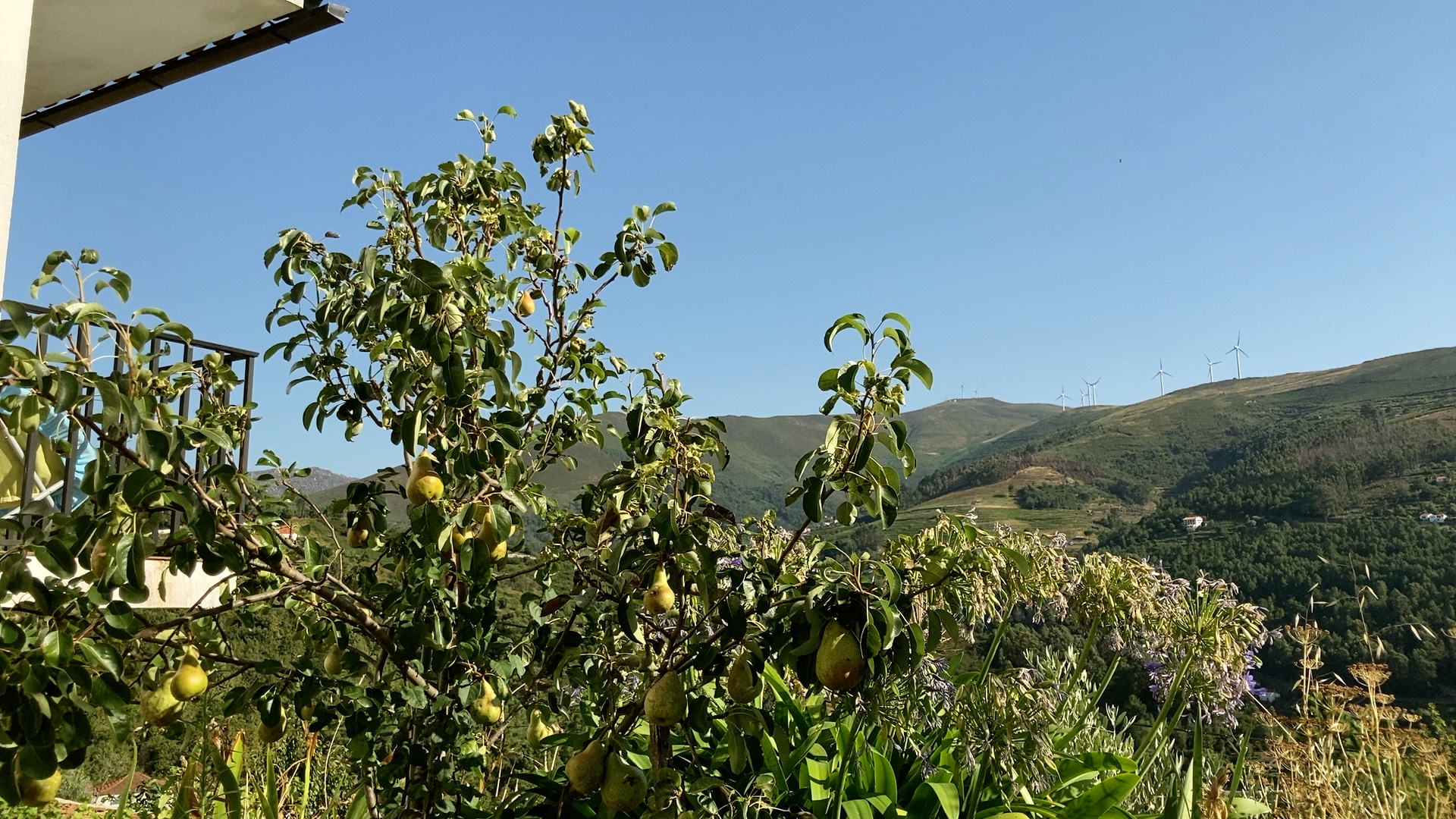 Quintal