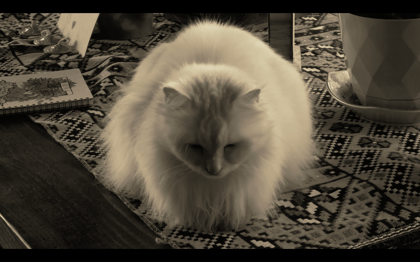 Letters #2 - Letter from: Zeina Daccache, film by: Salim Mrad