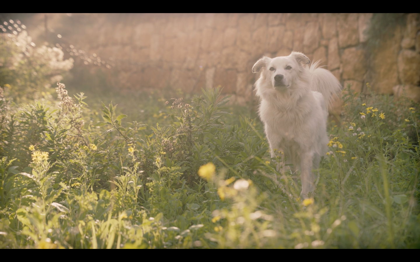 Letters #9 - Letter from: Damoun Ghawi, film by: Corine Shawi