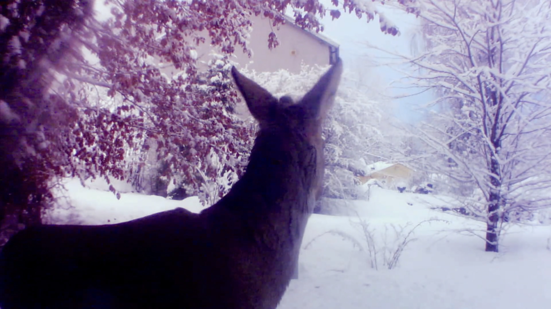 Hvordan sover rådyret?