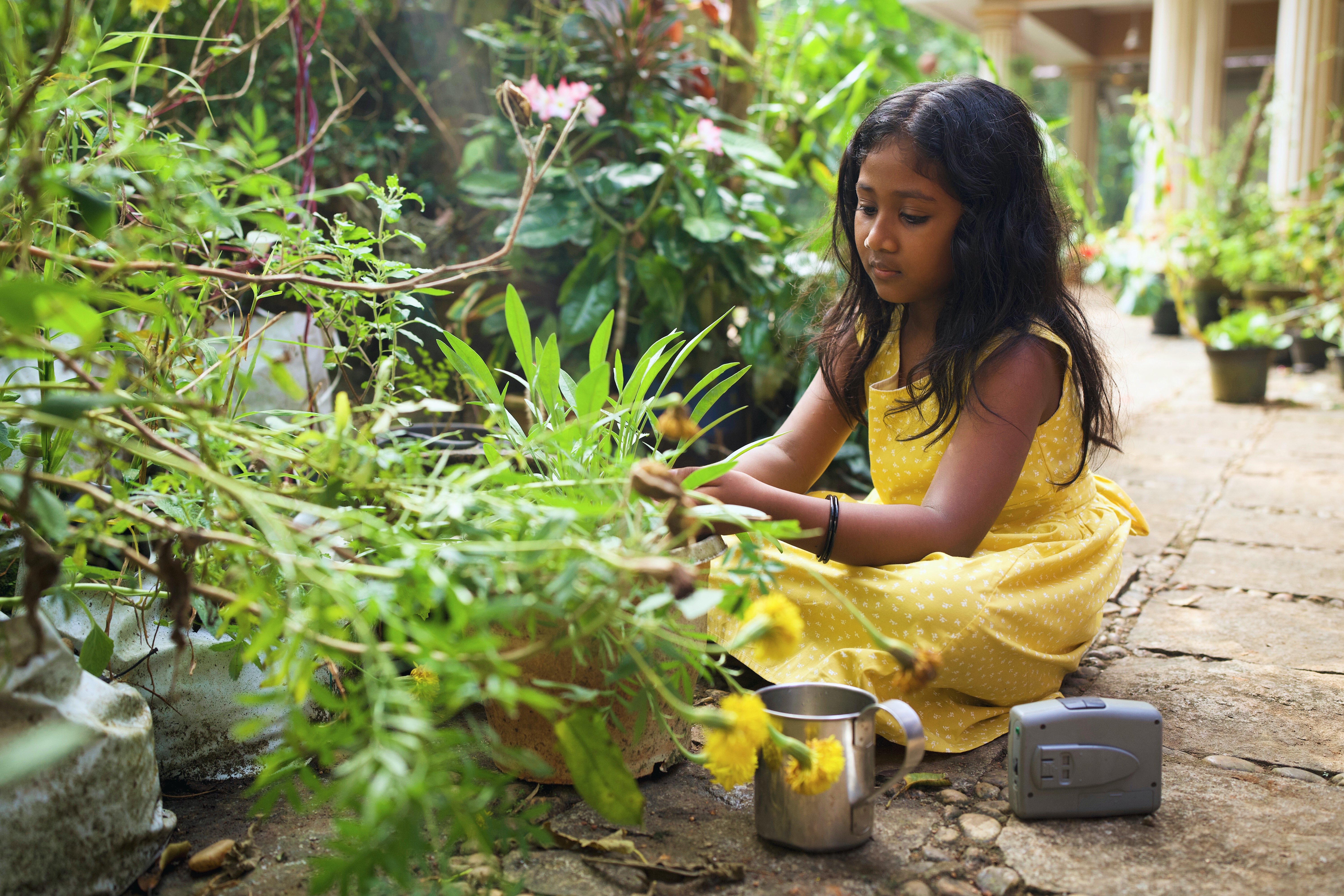 Kurinji (The Disappearing Flower)