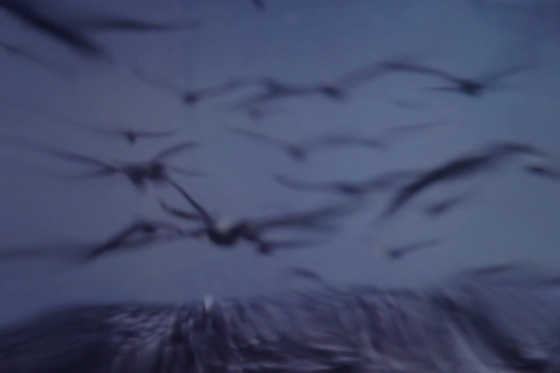 Una parvada de estruendo