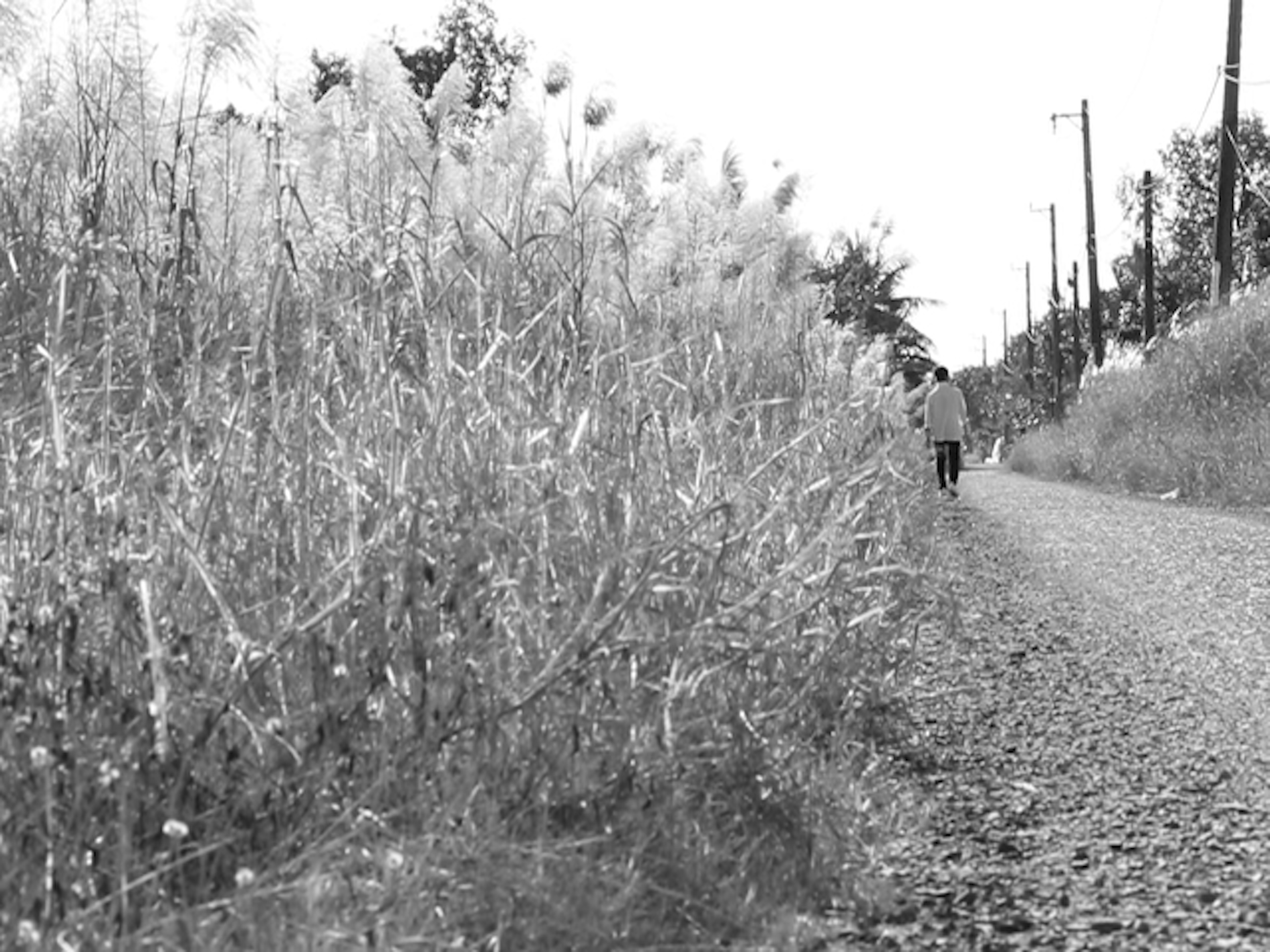 Little Princess & Her Infinite Prime Gaps