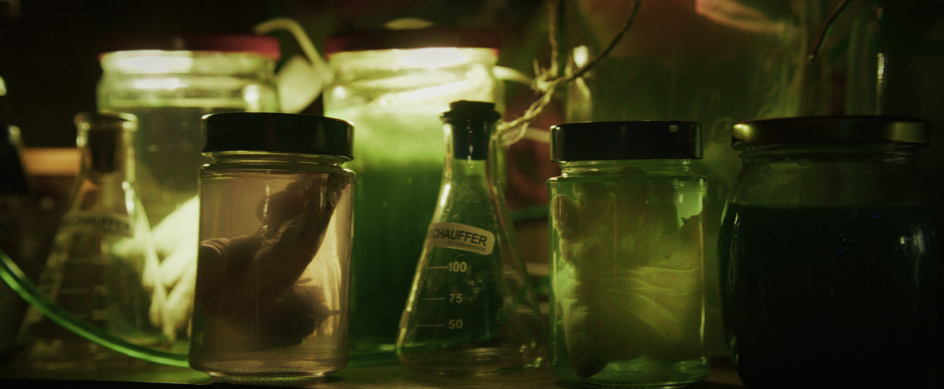 Nuit des morves vivantes