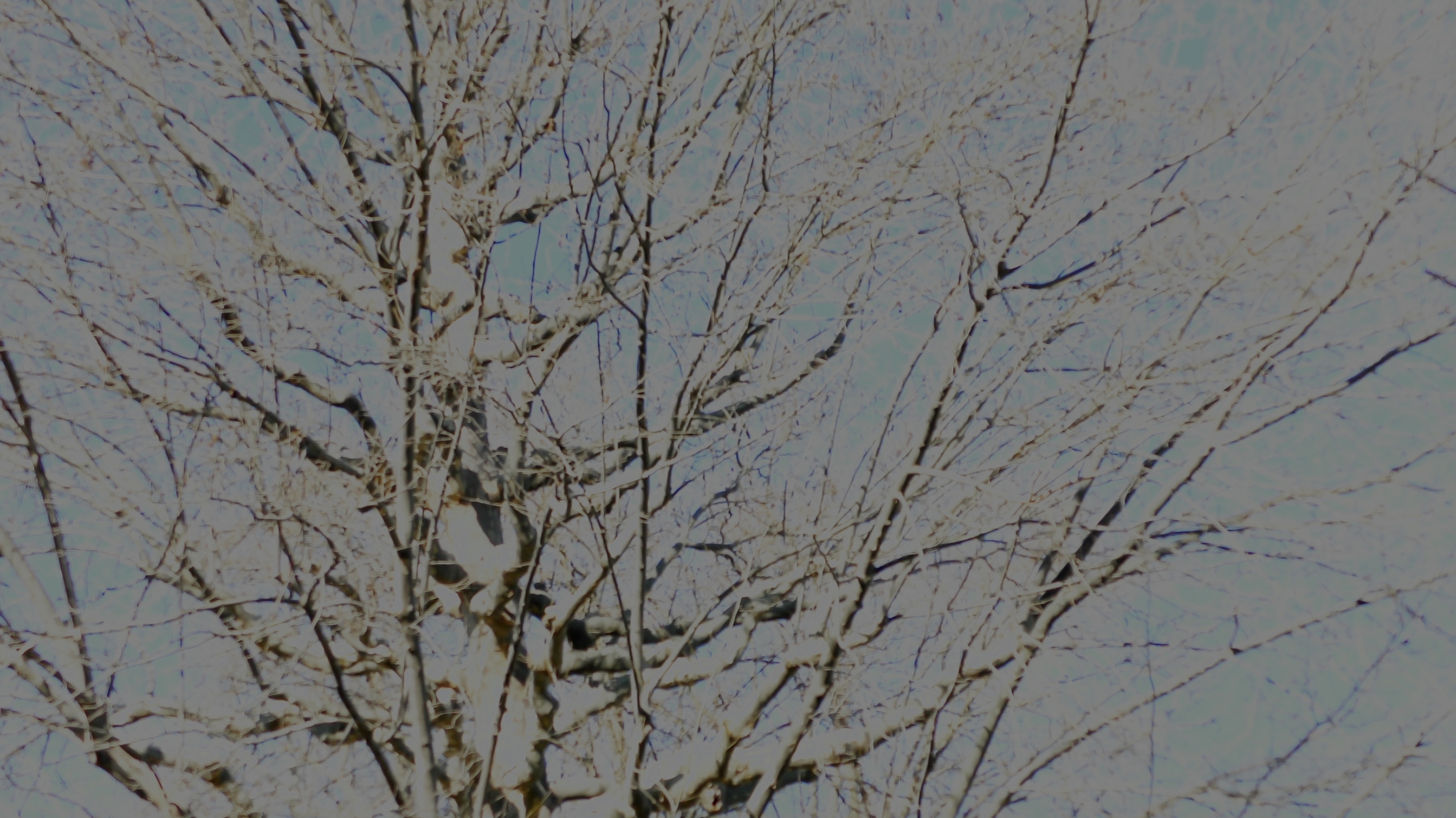 Sous les feuilles 1