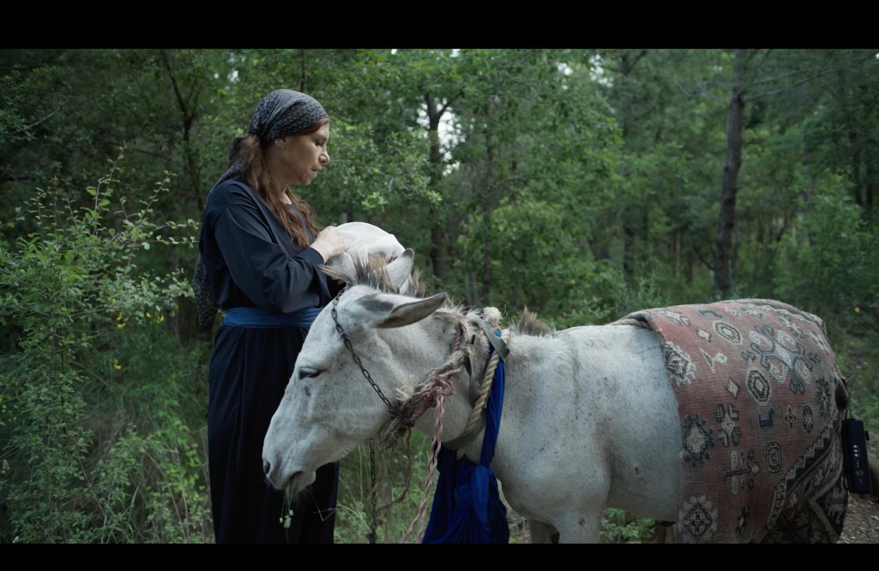 Donkey The Orange and The Shoe