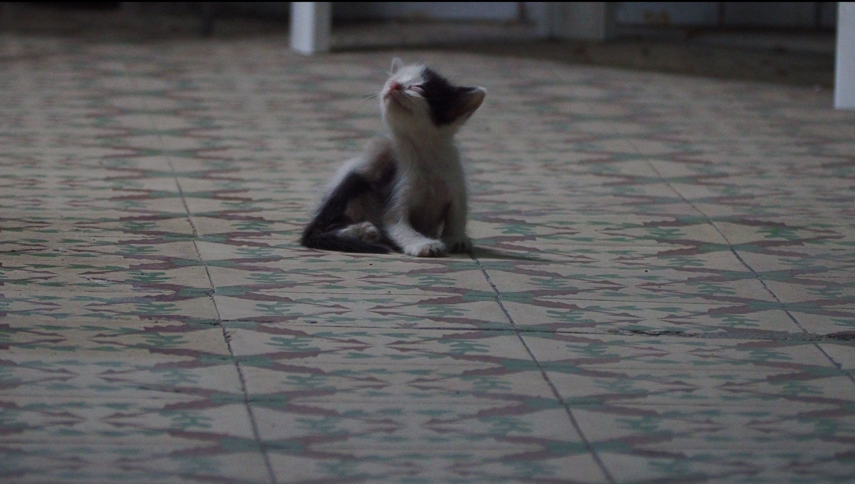 Coquito con mortadella