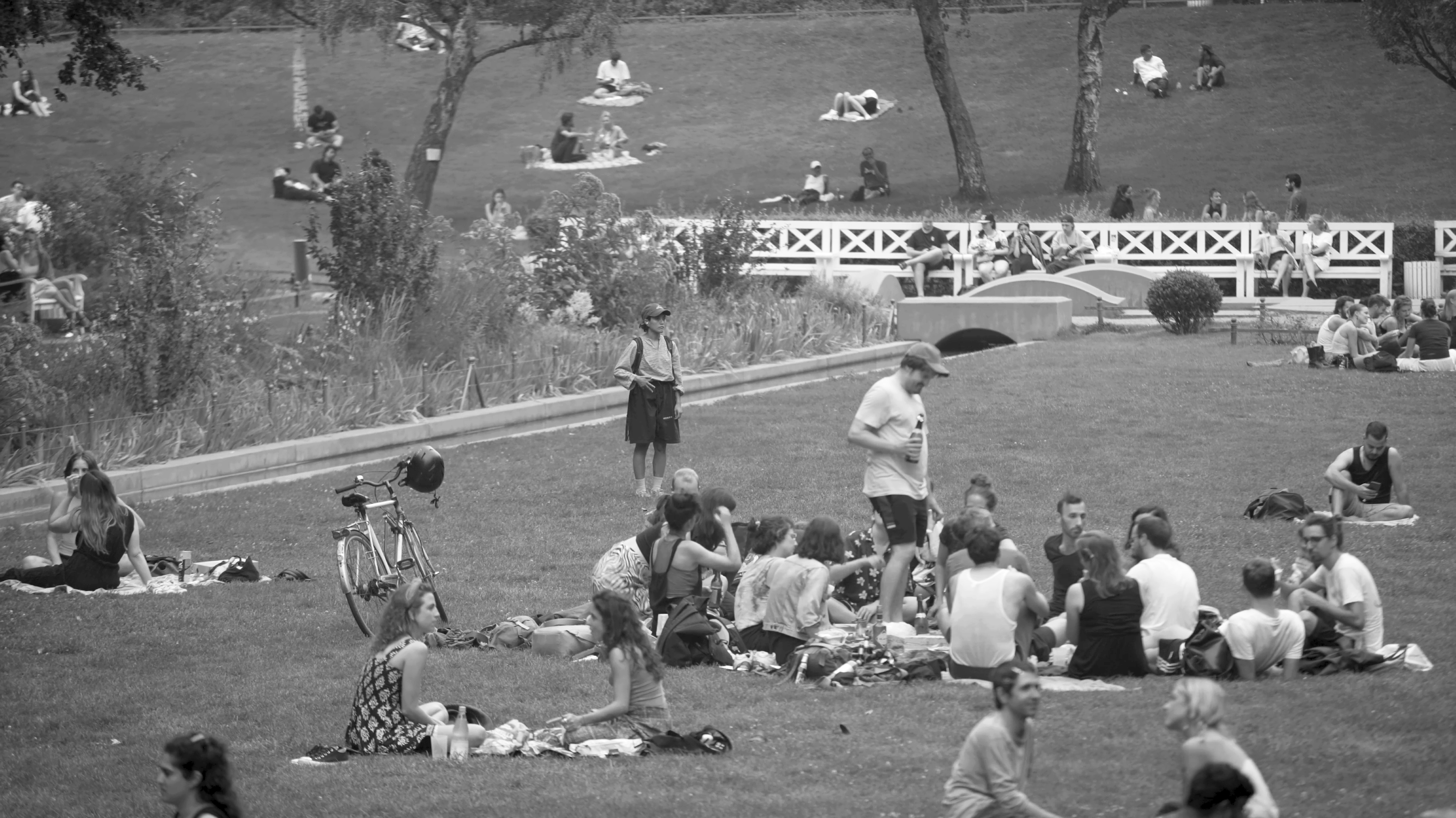 Where the Streets Have No Cats