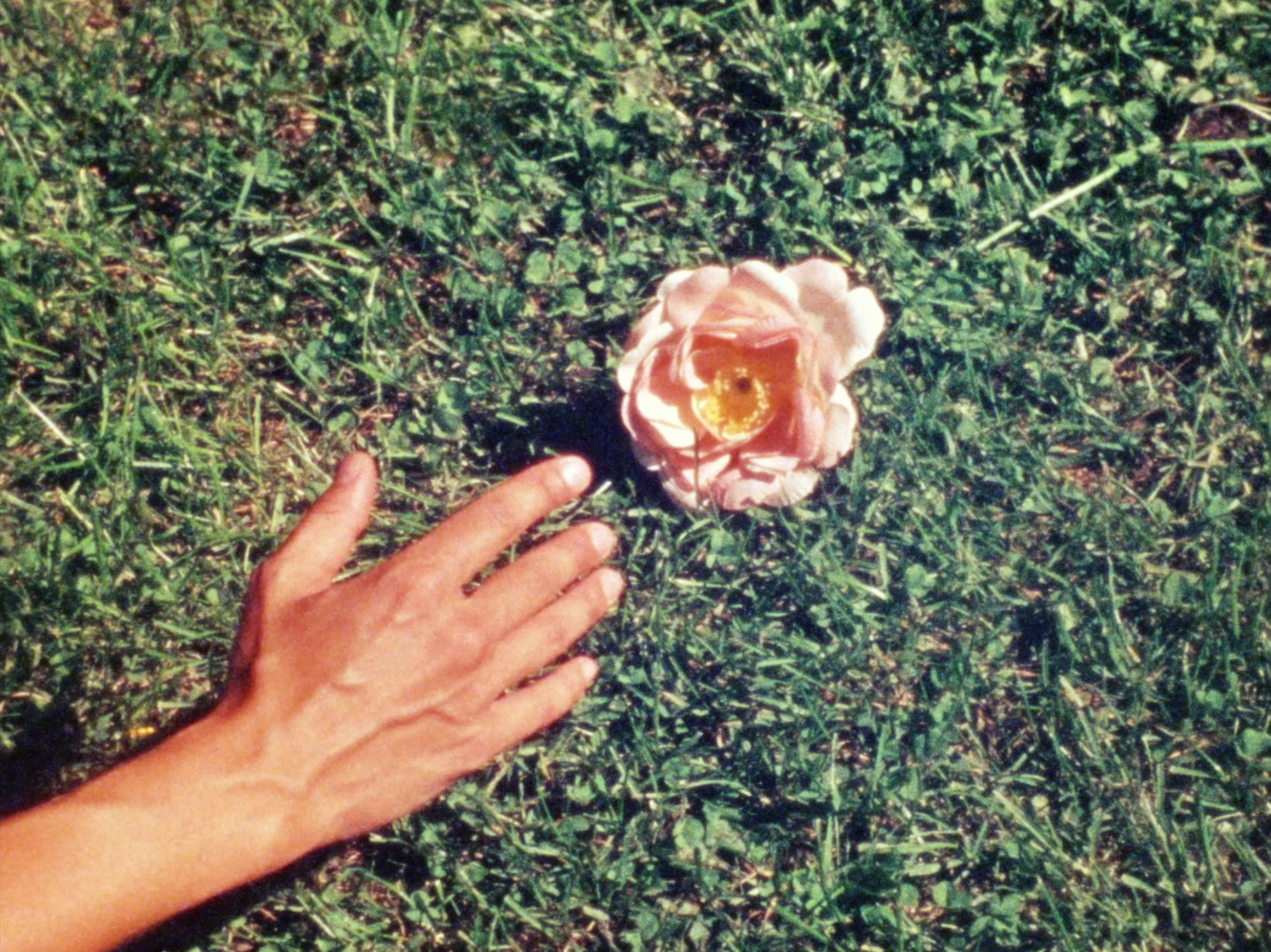 Ouarda Ouarda: Yet Another Floral Film