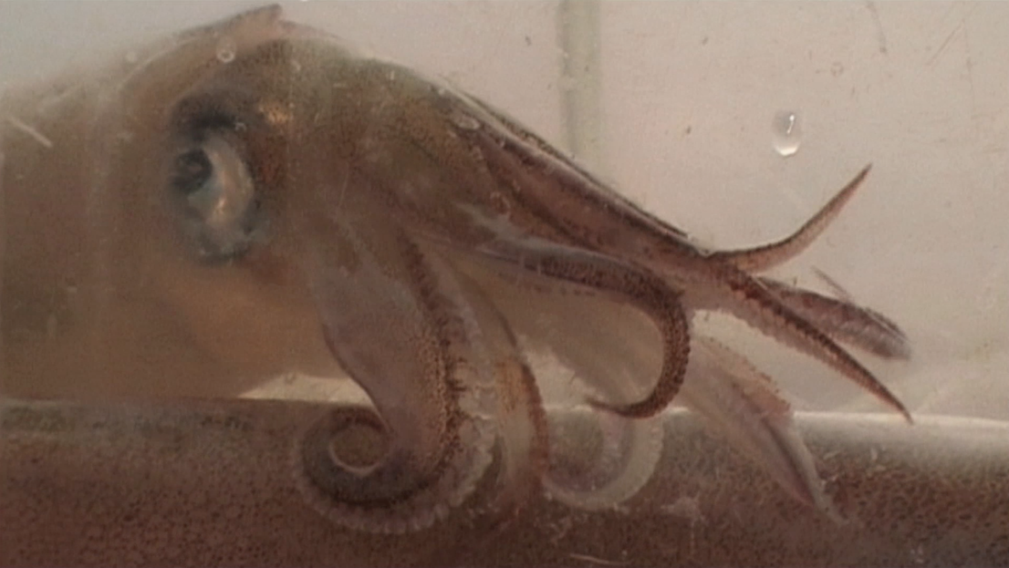 Se peut-il que je sois japonais ?