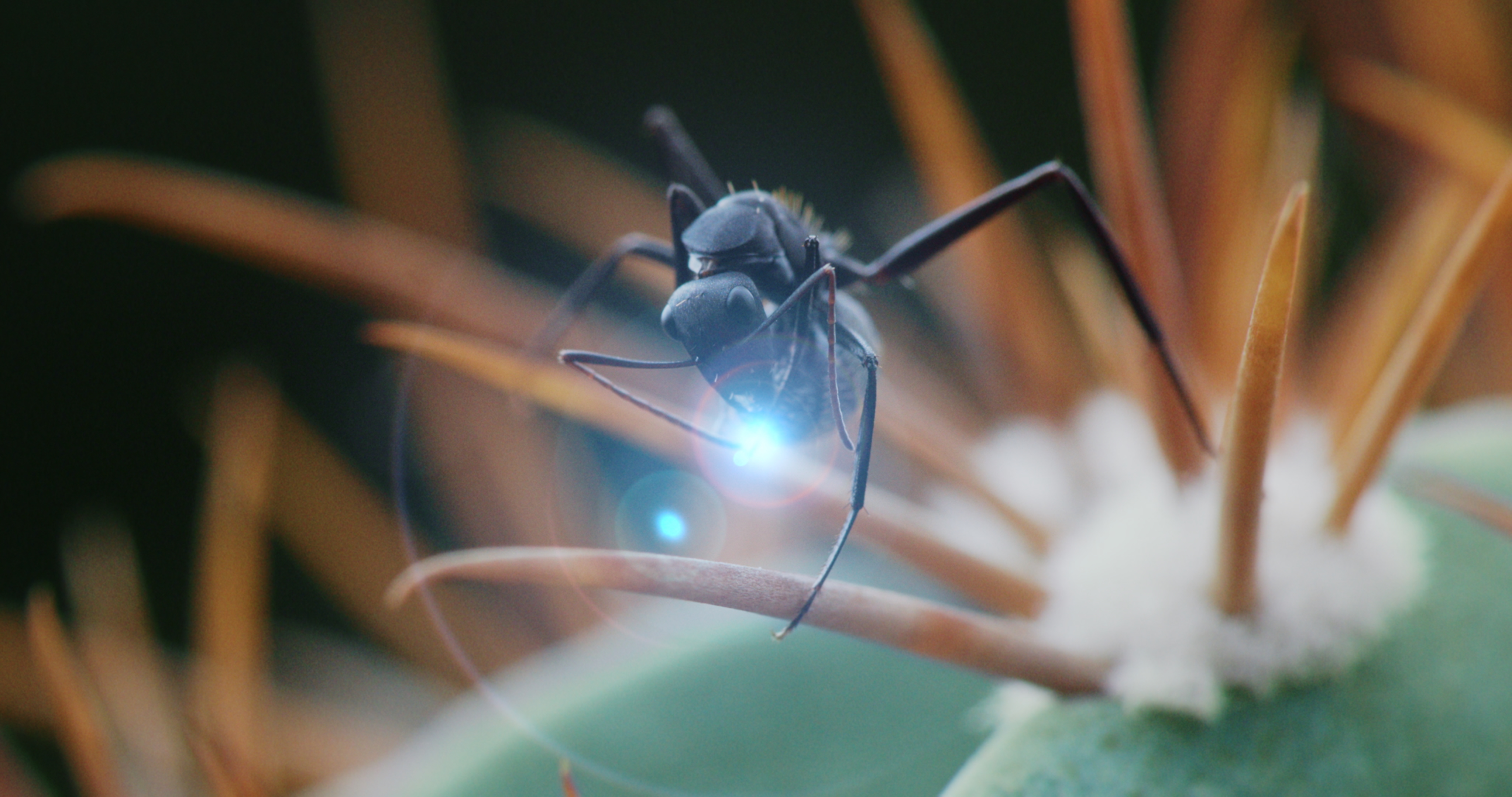 Solenopsis Invicta