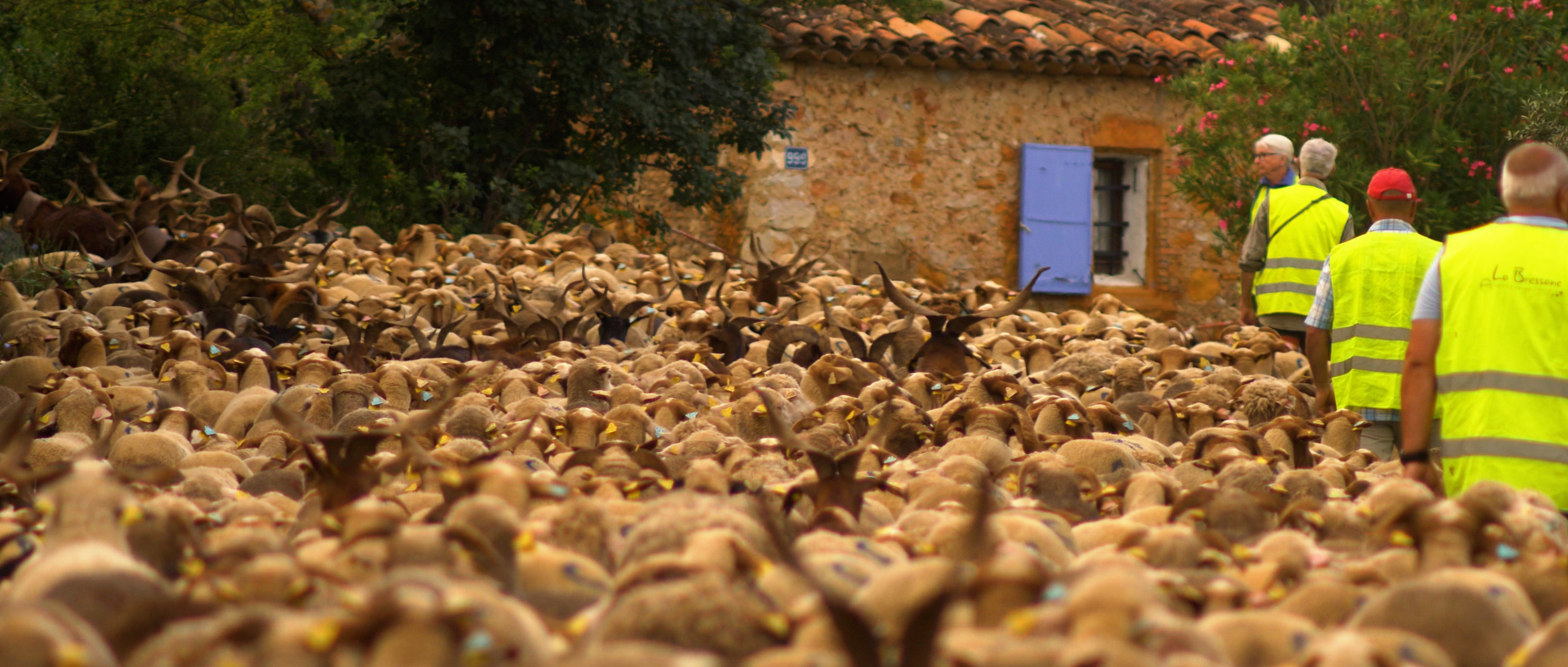 Rhapsodie des origines : transhumance en Provence