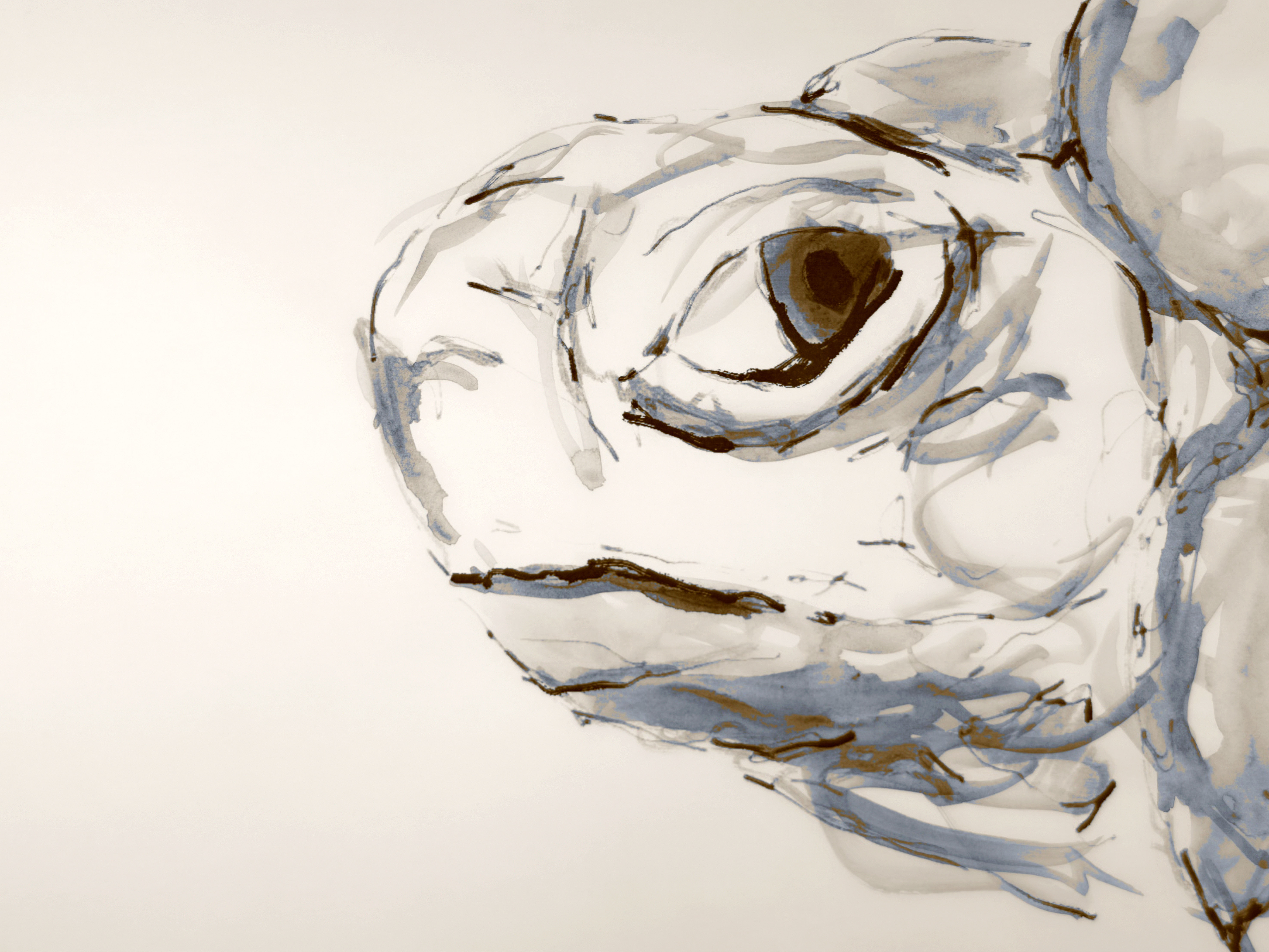 Tortoise