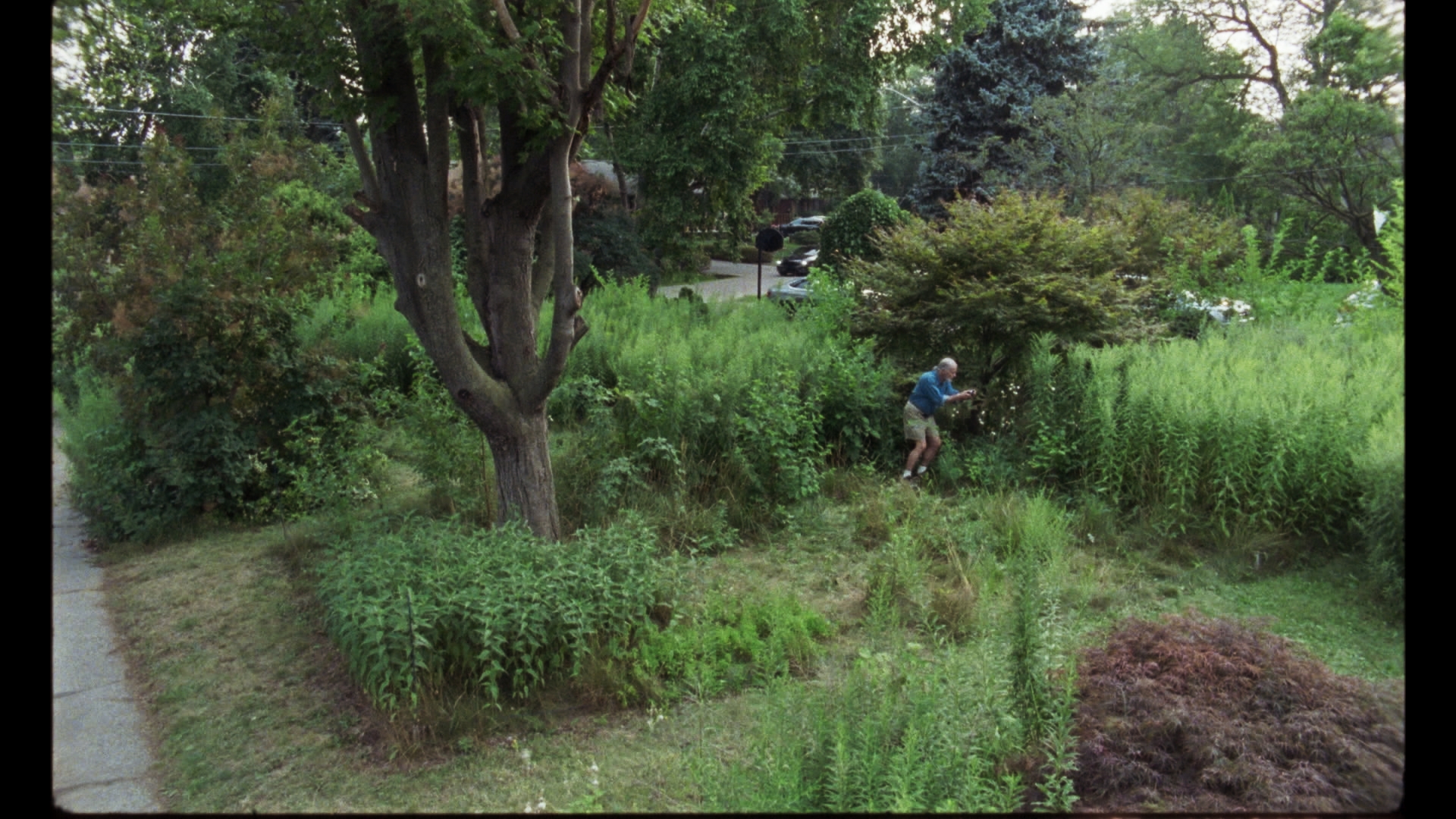 A wolf in the suburbs