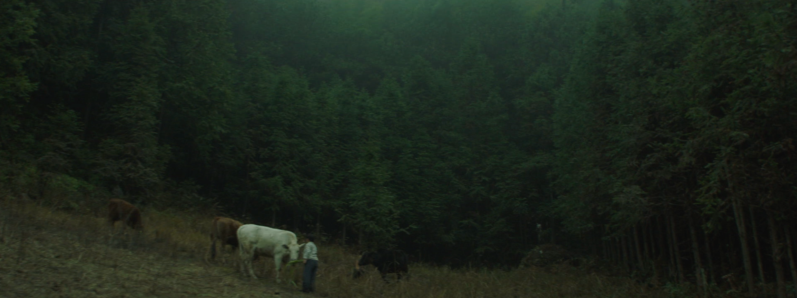 Bovine Amour