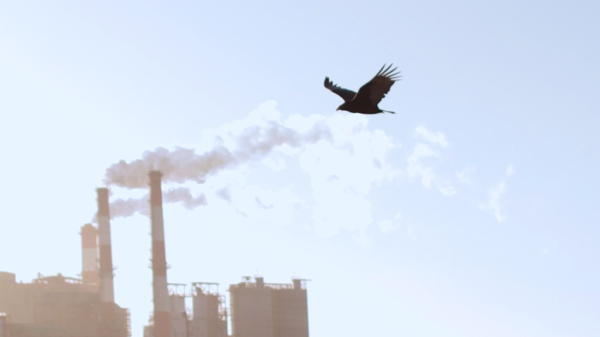 mariposa de la oreja de zorro