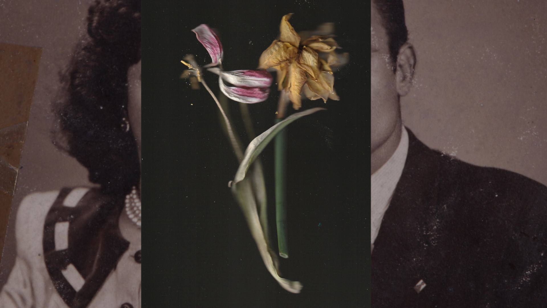 Zarafet ve Şiddet Arasında